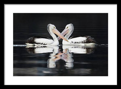 Australian Pelicans / Art Photo - Framed Print