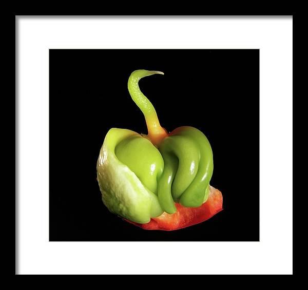 Baby Bell Pepper / Art Photo - Framed Print