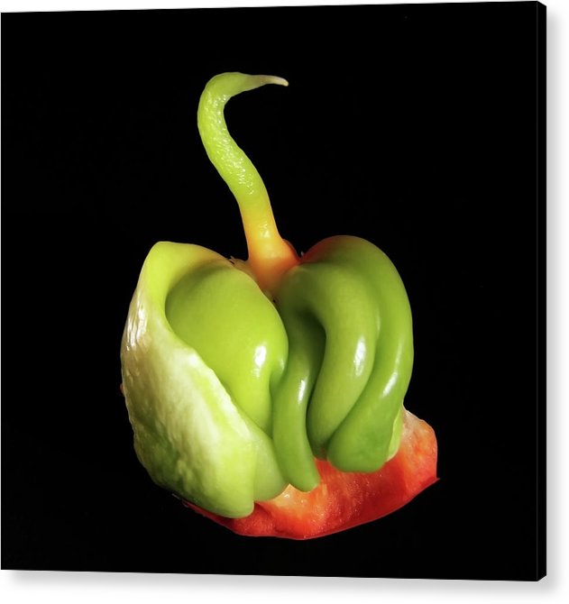 Baby Bell Pepper / Art Photo - Acrylic Print