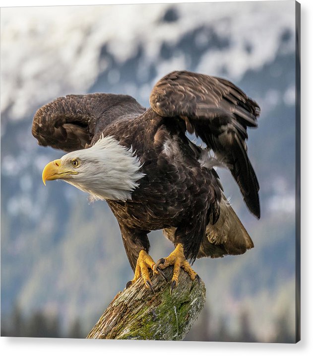 Bald Eagle about to Launch / Art Photo - Acrylic Print