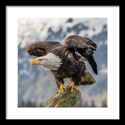 Bald Eagle about to Launch / Art Photo - Framed Print