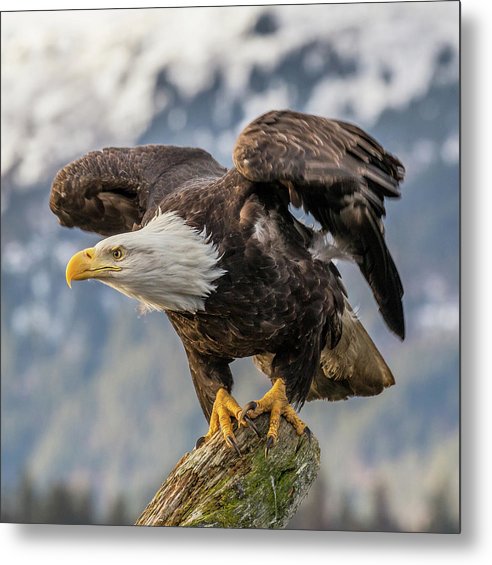Bald Eagle about to Launch / Art Photo - Metal Print