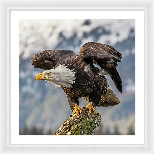 Bald Eagle about to Launch / Art Photo - Framed Print