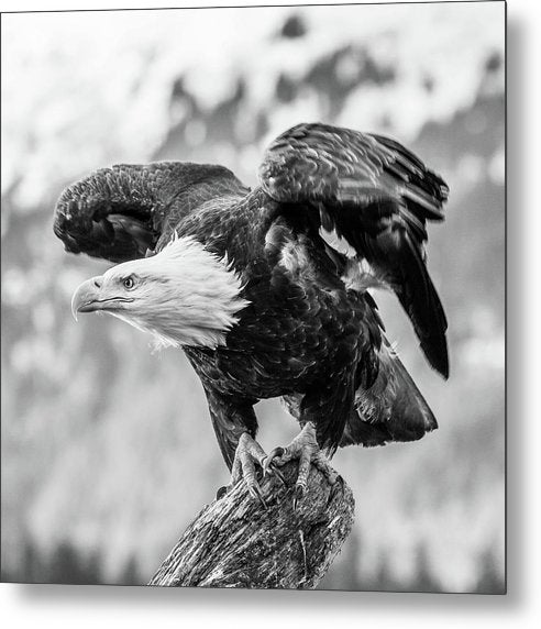 Bald Eagle About to Launch, Black and White / Art Photo - Metal Print