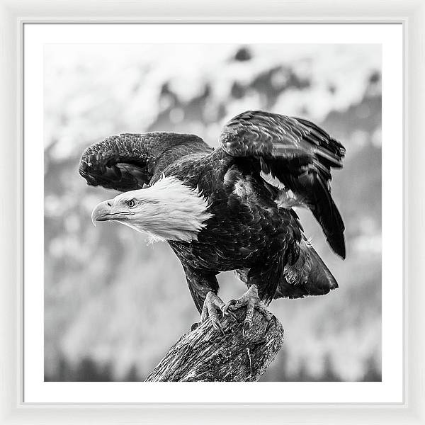 Bald Eagle About to Launch, Black and White / Art Photo - Framed Print