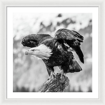 Bald Eagle About to Launch, Black and White / Art Photo - Framed Print