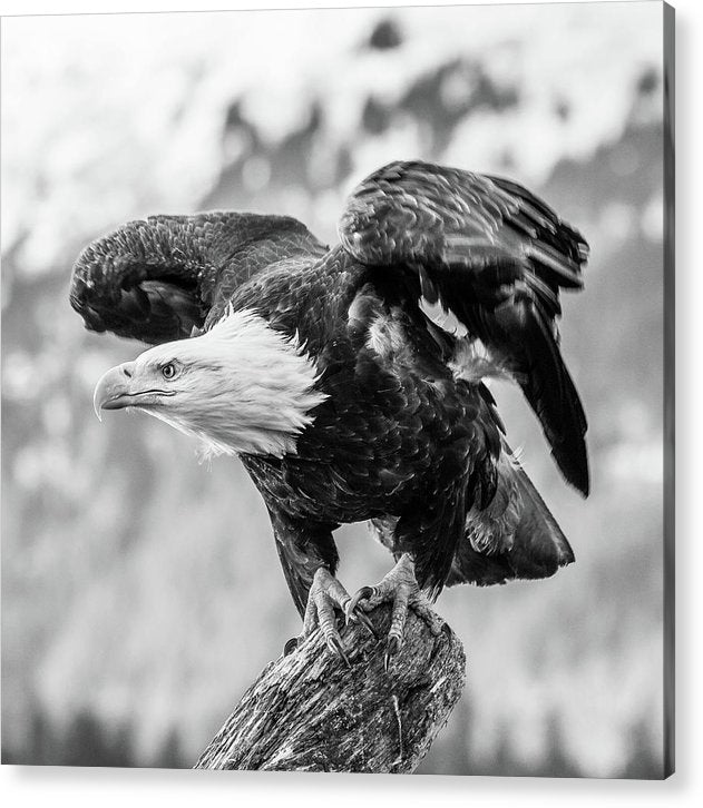 Bald Eagle About to Launch, Black and White / Art Photo - Acrylic Print