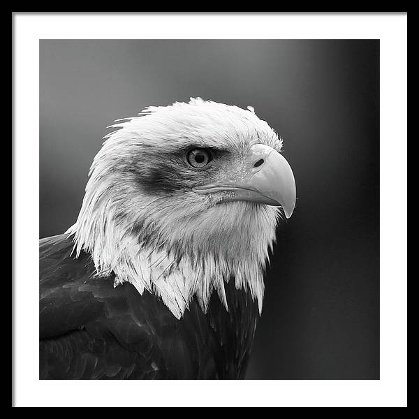 Bald Eagle, Black and White / Art Photo - Framed Print