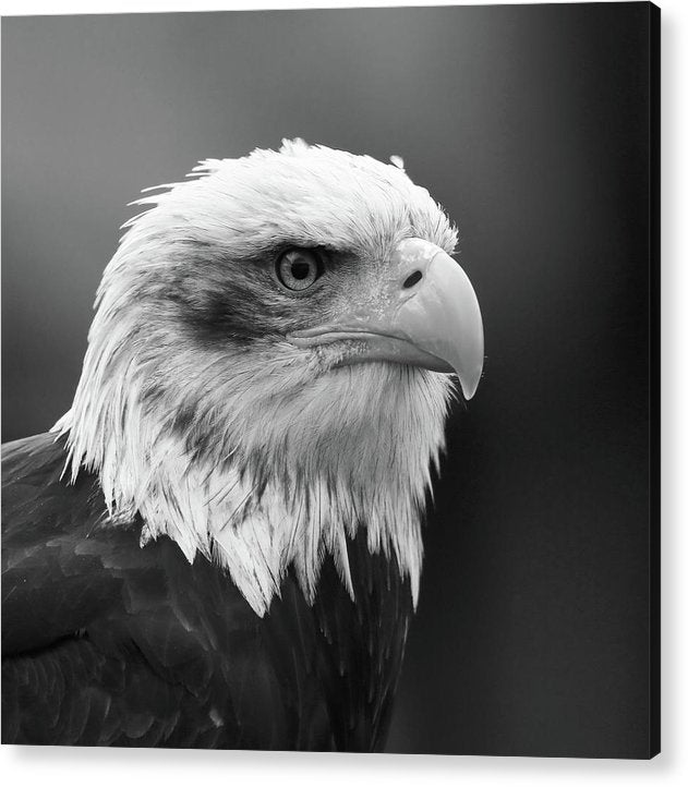 Bald Eagle, Black and White / Art Photo - Acrylic Print