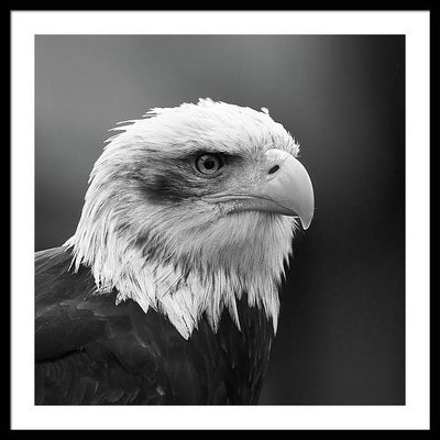 Bald Eagle, Black and White / Art Photo - Framed Print