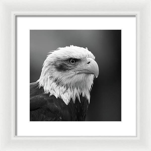 Bald Eagle, Black and White / Art Photo - Framed Print