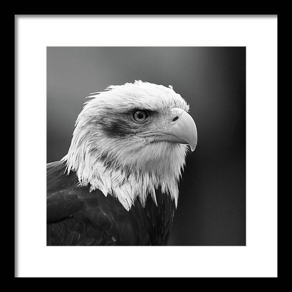 Bald Eagle, Black and White / Art Photo - Framed Print