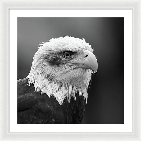 Bald Eagle, Black and White / Art Photo - Framed Print