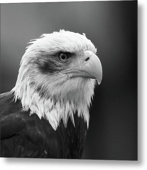 Bald Eagle, Black and White / Art Photo - Metal Print