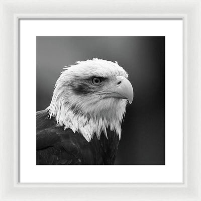 Bald Eagle, Black and White / Art Photo - Framed Print