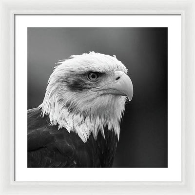 Bald Eagle, Black and White / Art Photo - Framed Print