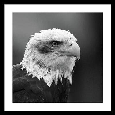 Bald Eagle, Black and White / Art Photo - Framed Print