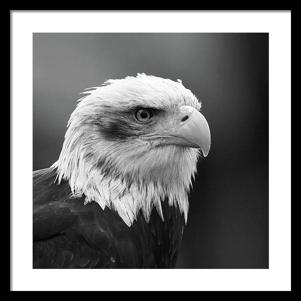 Bald Eagle, Black and White / Art Photo - Framed Print