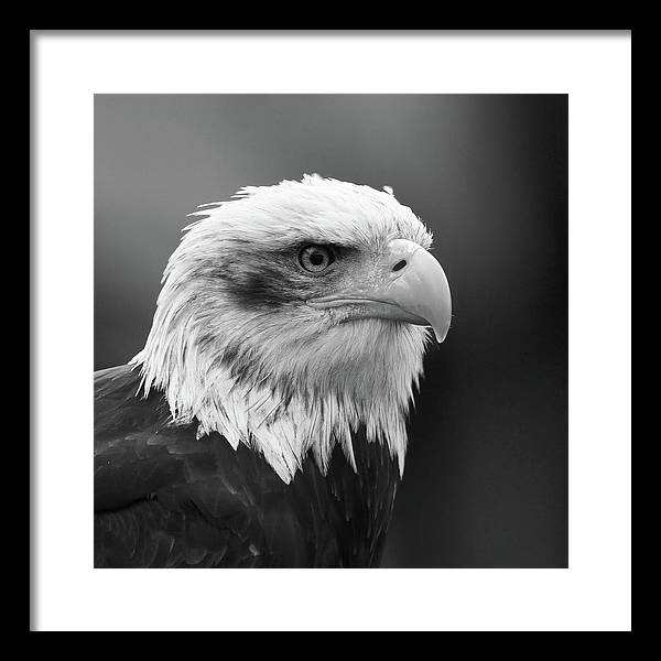 Bald Eagle, Black and White / Art Photo - Framed Print