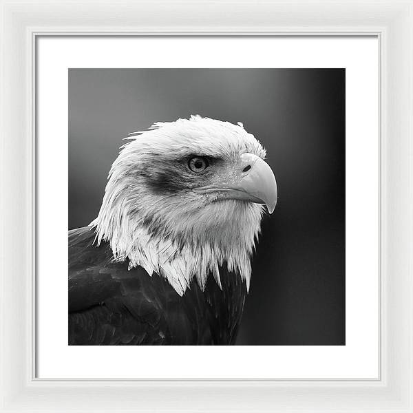 Bald Eagle, Black and White / Art Photo - Framed Print