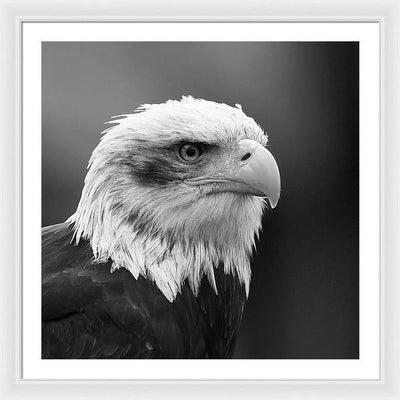 Bald Eagle, Black and White / Art Photo - Framed Print