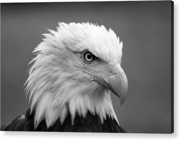 Bald Eagle, Black and White / Art Photo - Acrylic Print