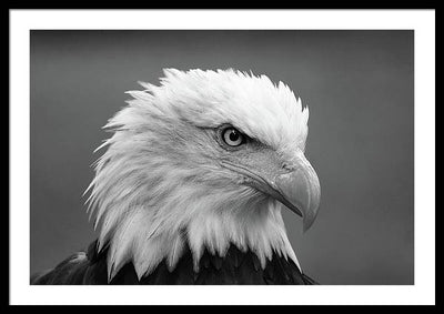 Bald Eagle, Black and White / Art Photo - Framed Print