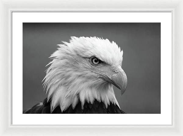 Bald Eagle, Black and White / Art Photo - Framed Print