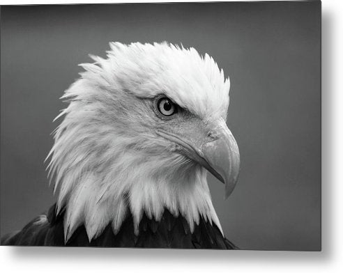 Bald Eagle, Black and White / Art Photo - Metal Print