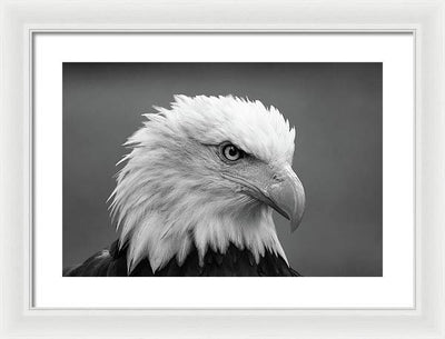 Bald Eagle, Black and White / Art Photo - Framed Print