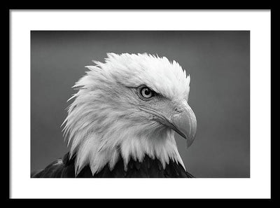 Bald Eagle, Black and White / Art Photo - Framed Print