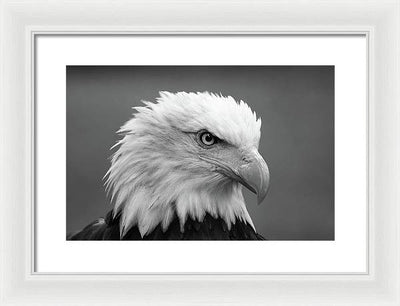 Bald Eagle, Black and White / Art Photo - Framed Print