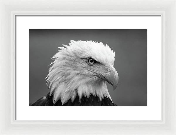 Bald Eagle, Black and White / Art Photo - Framed Print