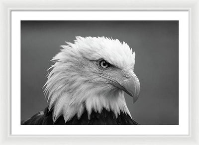 Bald Eagle, Black and White / Art Photo - Framed Print