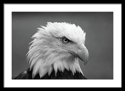 Bald Eagle, Black and White / Art Photo - Framed Print