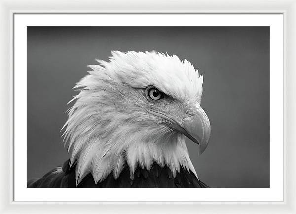 Bald Eagle, Black and White / Art Photo - Framed Print