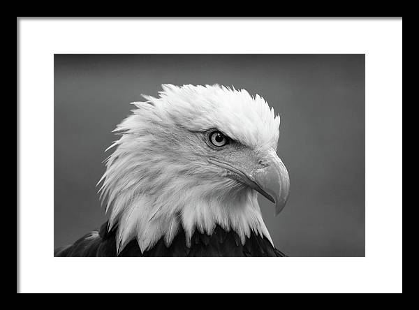 Bald Eagle, Black and White / Art Photo - Framed Print