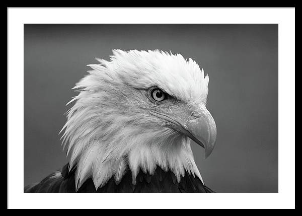 Bald Eagle, Black and White / Art Photo - Framed Print