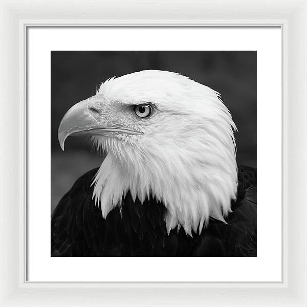 Bald Eagle, Black and White / Art Photo - Framed Print