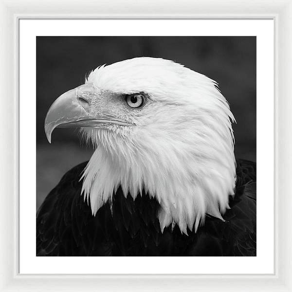 Bald Eagle, Black and White / Art Photo - Framed Print