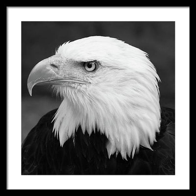 Bald Eagle, Black and White / Art Photo - Framed Print