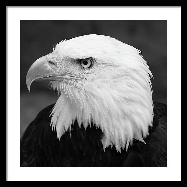 Bald Eagle, Black and White / Art Photo - Framed Print