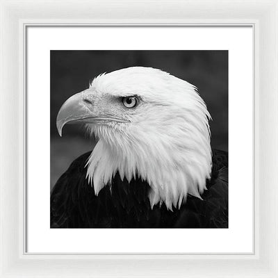 Bald Eagle, Black and White / Art Photo - Framed Print