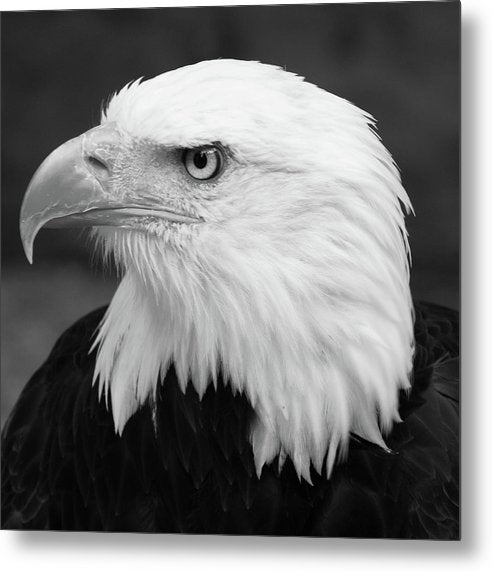 Bald Eagle, Black and White / Art Photo - Metal Print