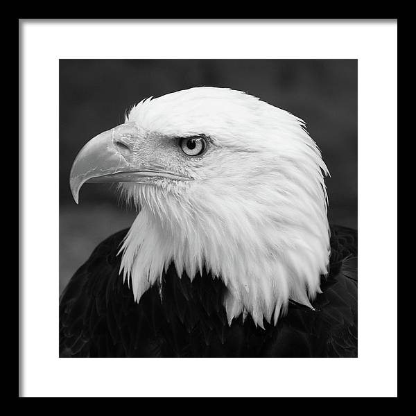 Bald Eagle, Black and White / Art Photo - Framed Print