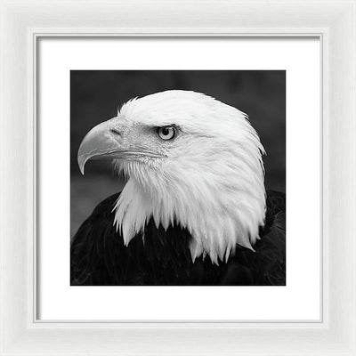 Bald Eagle, Black and White / Art Photo - Framed Print