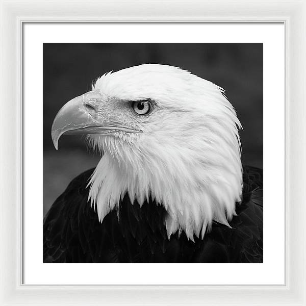 Bald Eagle, Black and White / Art Photo - Framed Print