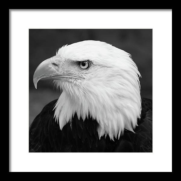 Bald Eagle, Black and White / Art Photo - Framed Print