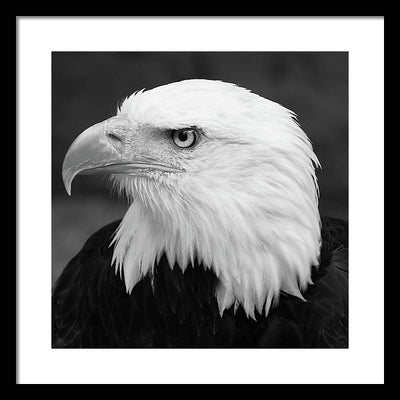 Bald Eagle, Black and White / Art Photo - Framed Print