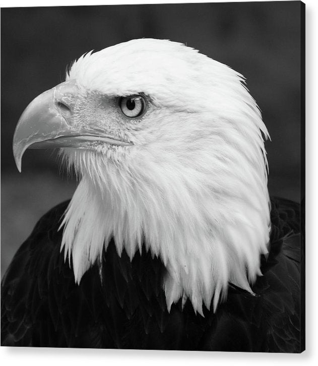 Bald Eagle, Black and White / Art Photo - Acrylic Print